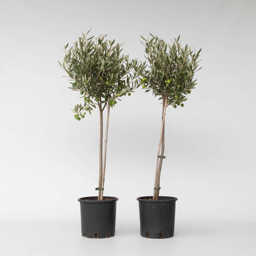 Olea Europaea - Bonsai - Set van 2 - Olijfboom in schaal