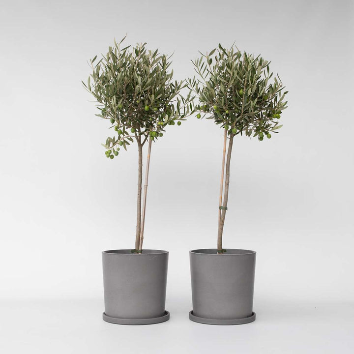 Olea Europaea - Bonsai - Set van 2 - Olijfboom in schaal