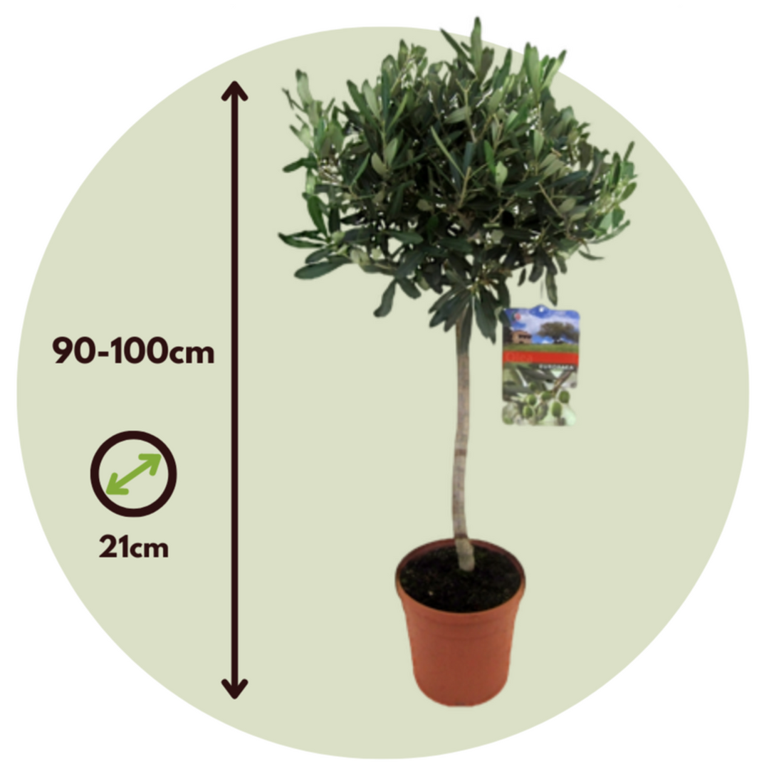 Olea Europaea - Winterharde olijfboom op stam