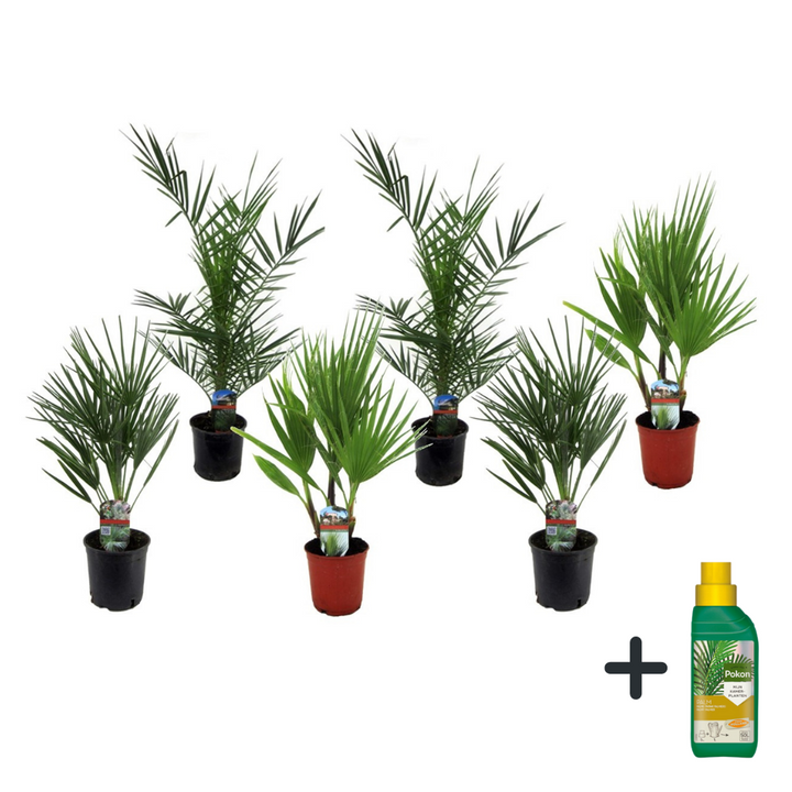 Palmenmix - Set van 6 - Inclusief plantenvoeding