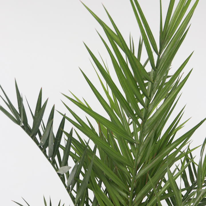 Phoenix Canariensis - Dadelpalm