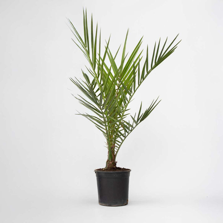 Phoenix Canariensis - Dadelpalm