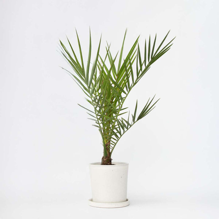 Phoenix Canariensis - Dadelpalm