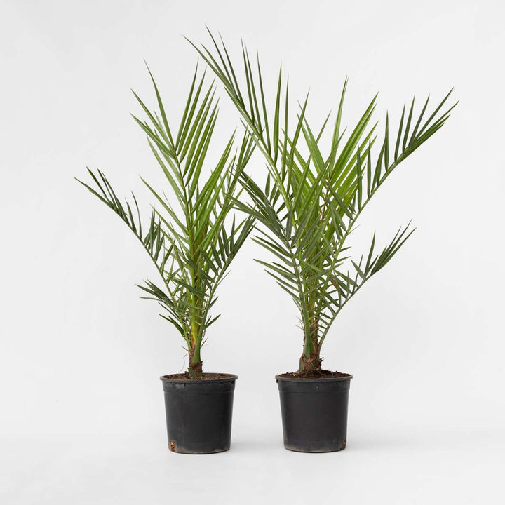 Phoenix Canariensis - Set van 2 - Dadelpalm