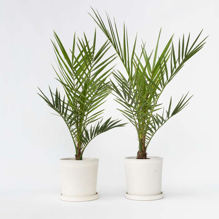 Phoenix Canariensis - Set van 2 - Dadelpalm