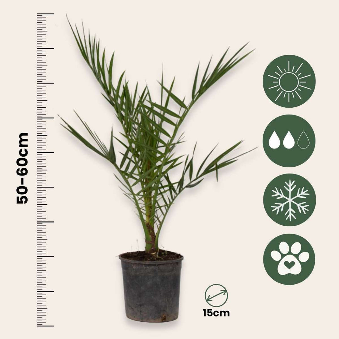 Phoenix Canariensis - Set van 2 - Dadelpalm