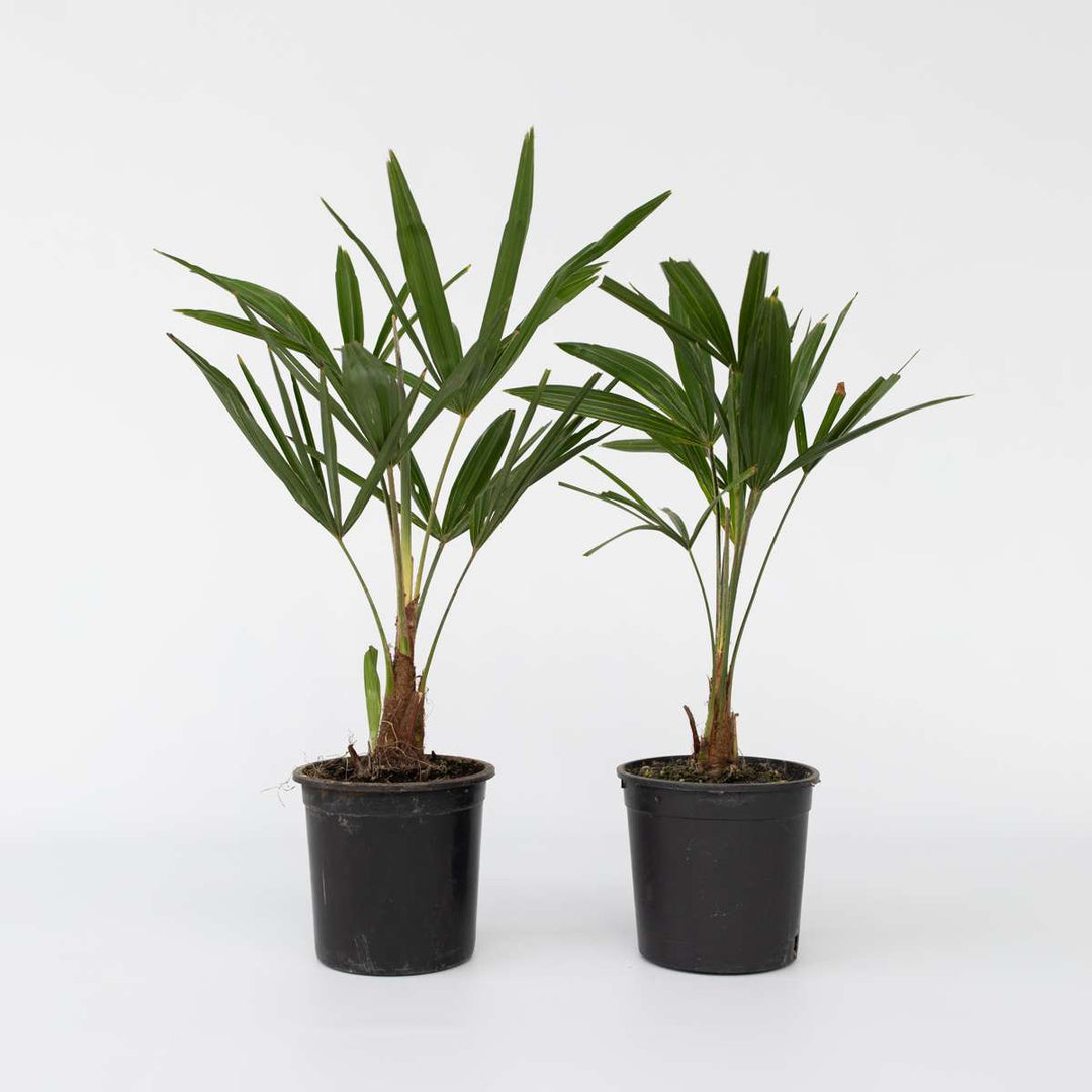 Trachycarpus Fortunei - Set van 2 - Waaierpalmboom