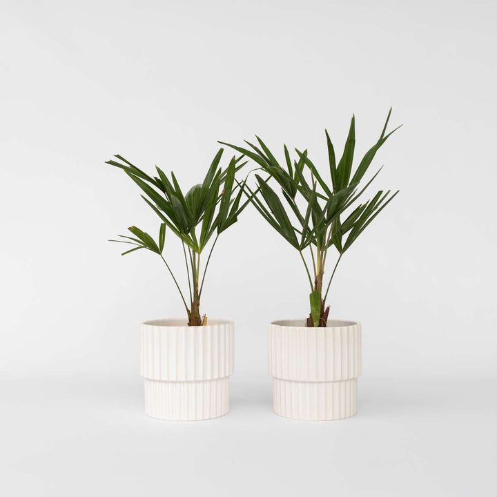 Trachycarpus Fortunei - Set van 2 - Waaierpalmboom