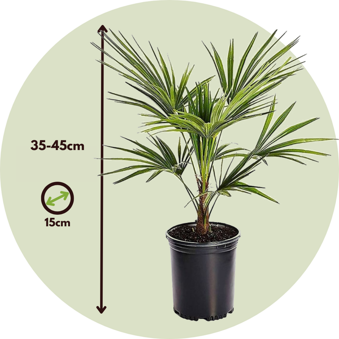 Trachycarpus Fortunei - Set van 2 - Waaierpalmboom