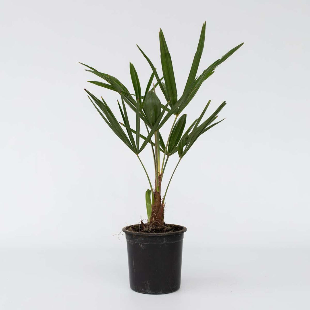 Trachycarpus Fortunei - Set van 4 - Waaierpalmboom