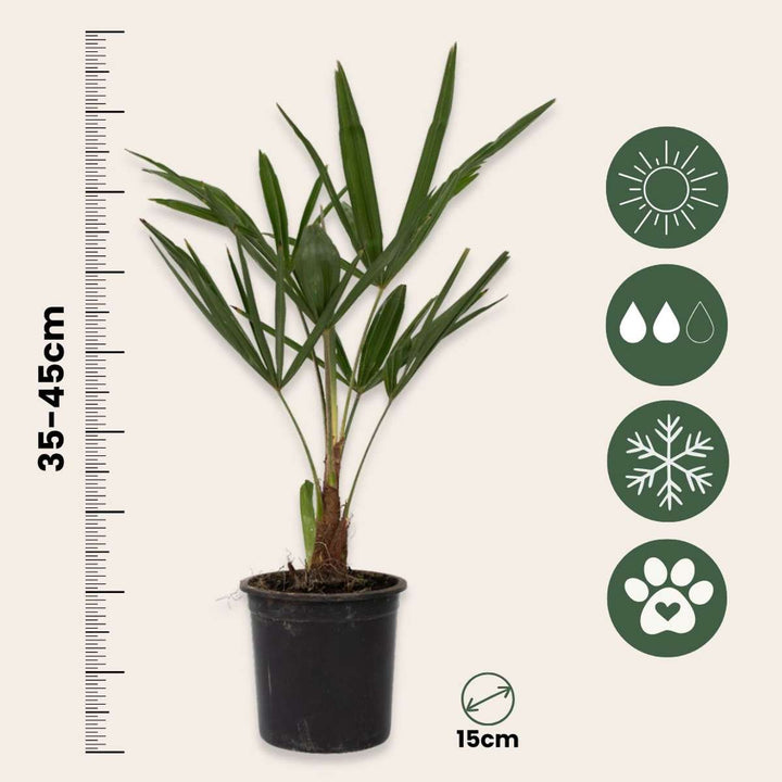 Trachycarpus Fortunei - Set van 4 - Waaierpalmboom