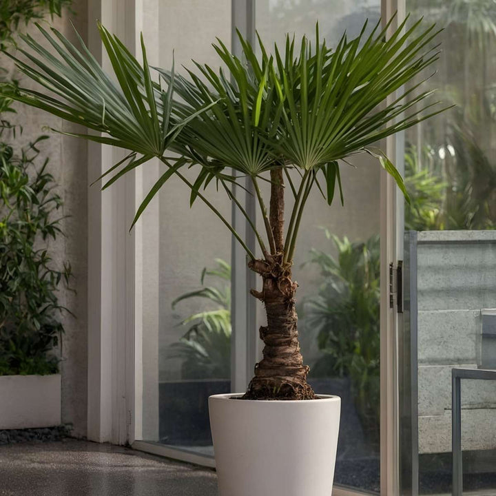 Trachycarpus Fortunei - Waaierpalmboom