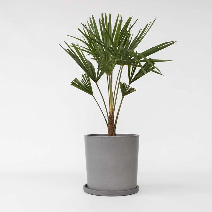 Trachycarpus Fortunei - Set van 2 - Waaierpalmboom