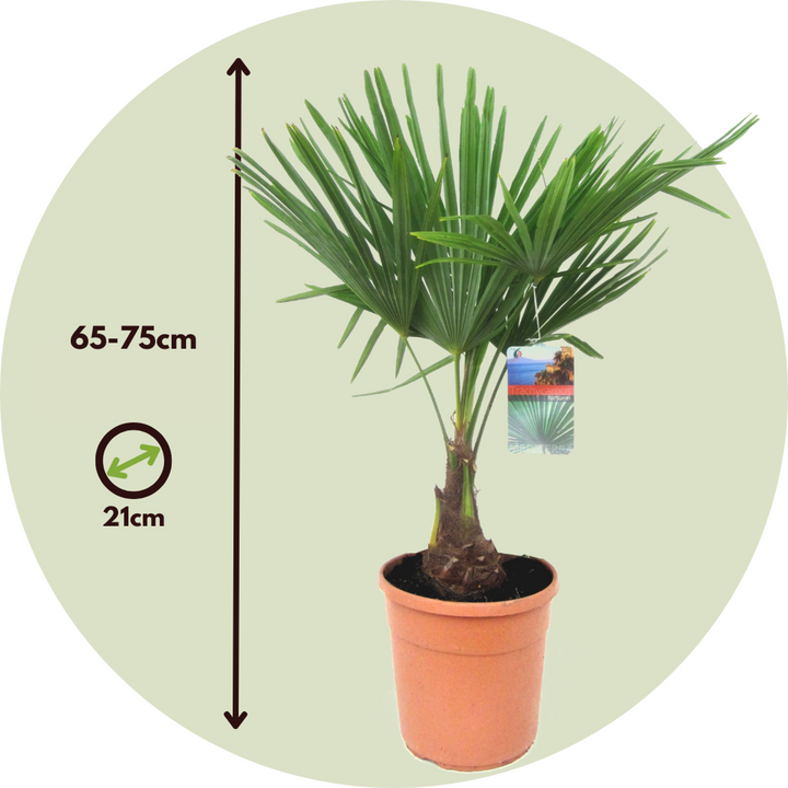 Trachycarpus Fortunei - Set van 2 - Waaierpalmboom