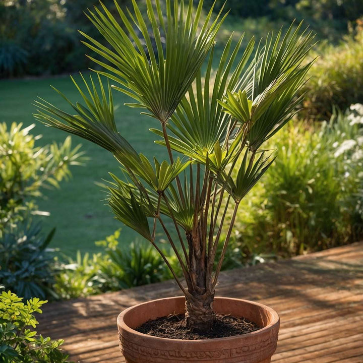 Trachycarpus Wagnerianus - Lehvikpalm - FloraStore
