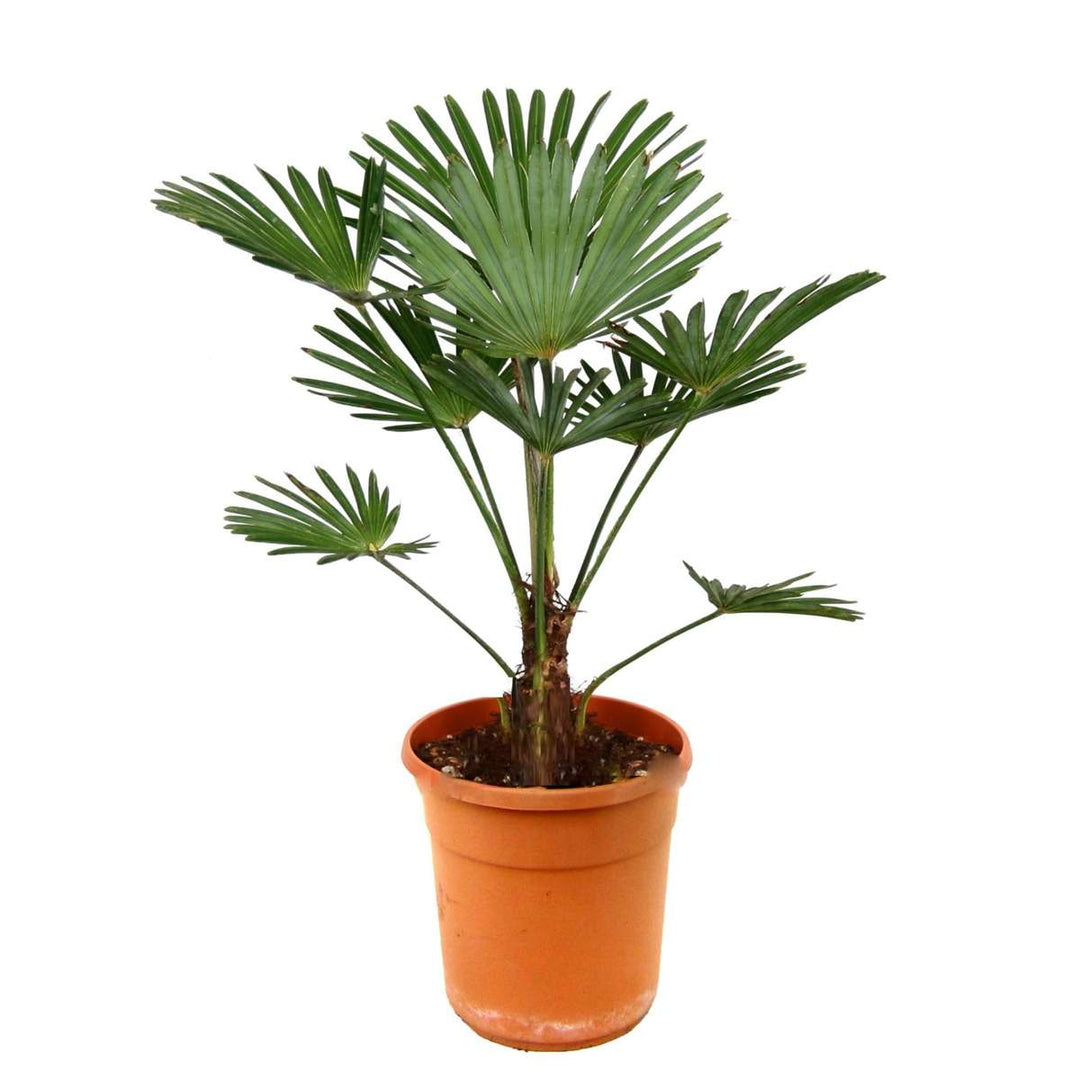 Trachycarpus Wagnerianus - Lehvikpalm - FloraStore