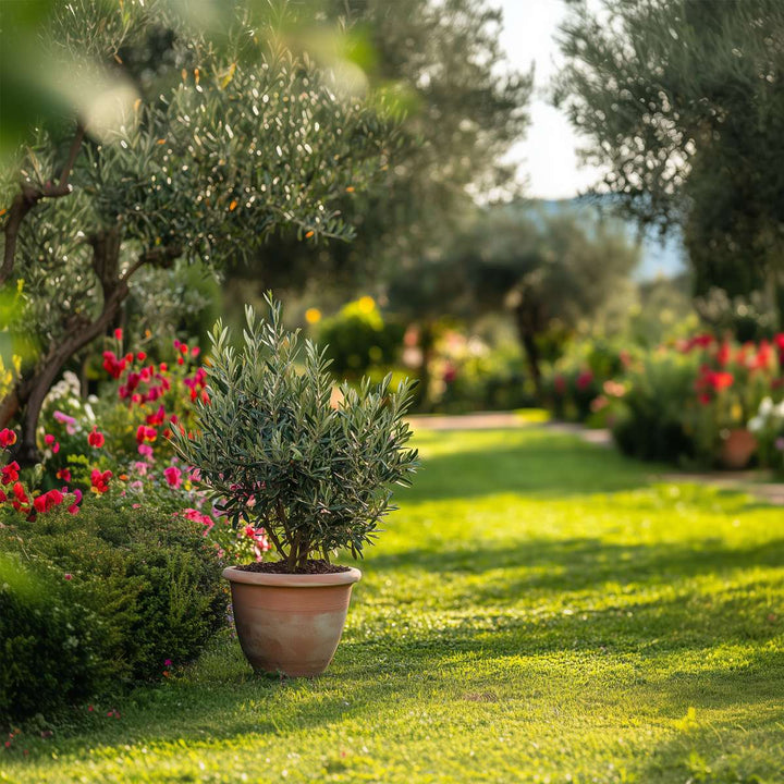 Olea Europaea - Set van 2 - Winterharde olijfstruik