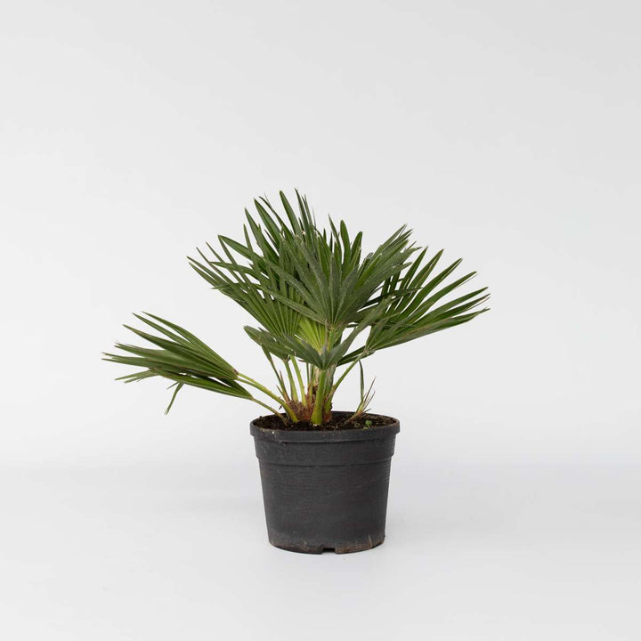 Chamaerops 'Vulcano' - Dwergpalm