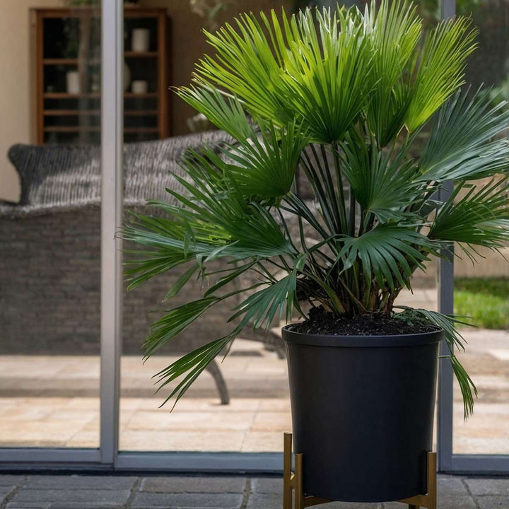 Chamaerops 'Vulcano' - Set van 2 - Dwergpalm