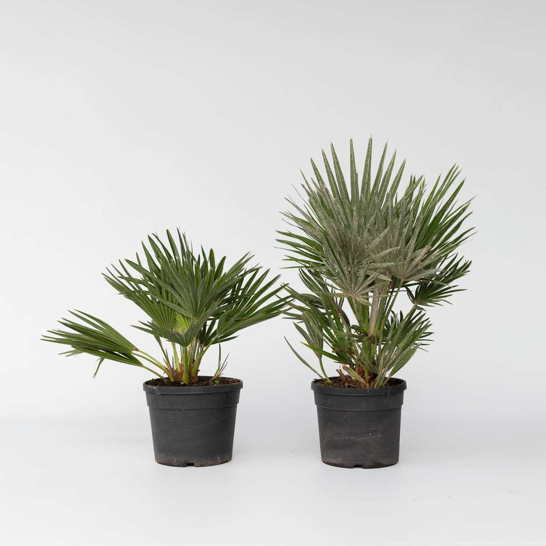 Chamaerops 'Vulcano' - Set van 2 - Dwergpalm