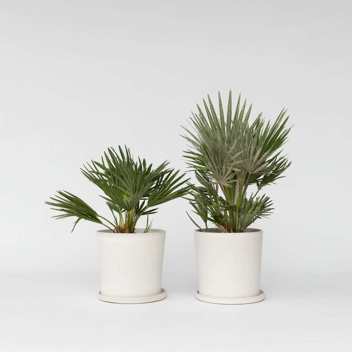 Chamaerops 'Vulcano' - Set van 2 - Dwergpalm