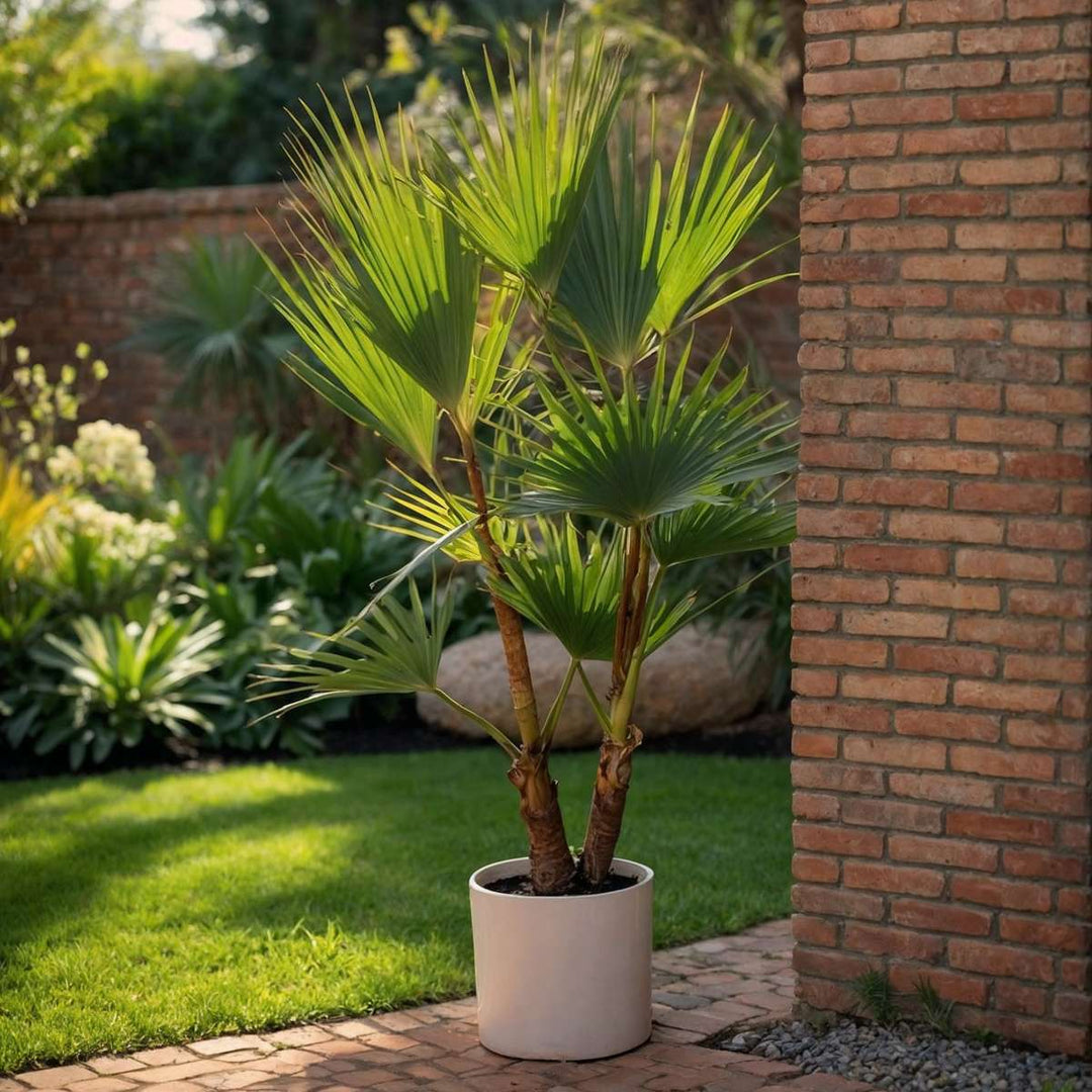 Washingtonia Robusta - Set van 2 - Waaierpalm