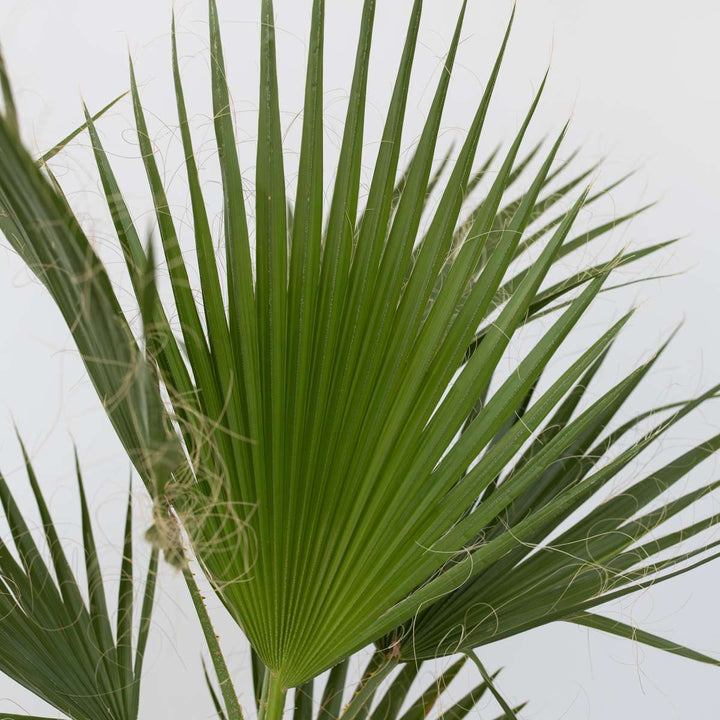 Washingtonia Robusta - Waaierpalm