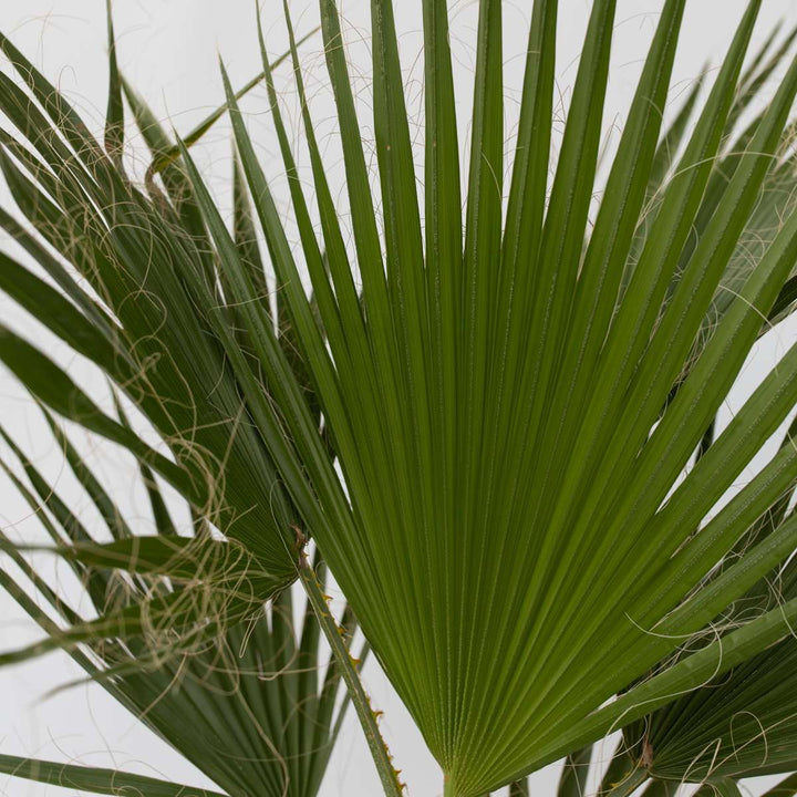 Washingtonia Robusta - Set van 2 - Waaierpalm