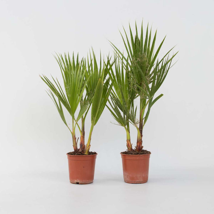 Washingtonia Robusta - Set van 2 - Waaierpalm