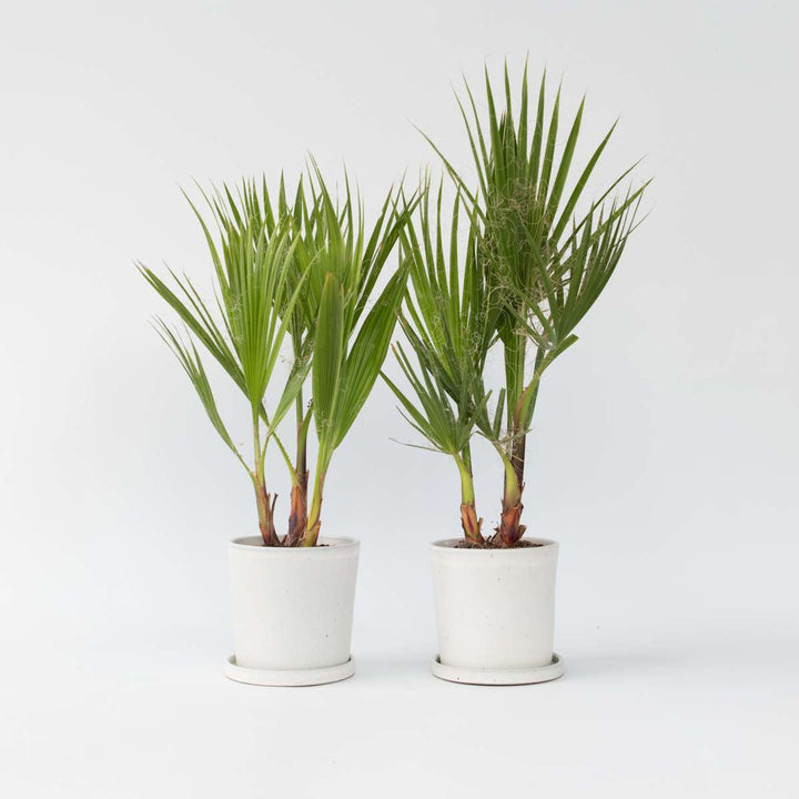 Washingtonia Robusta - Set van 2 - Waaierpalm