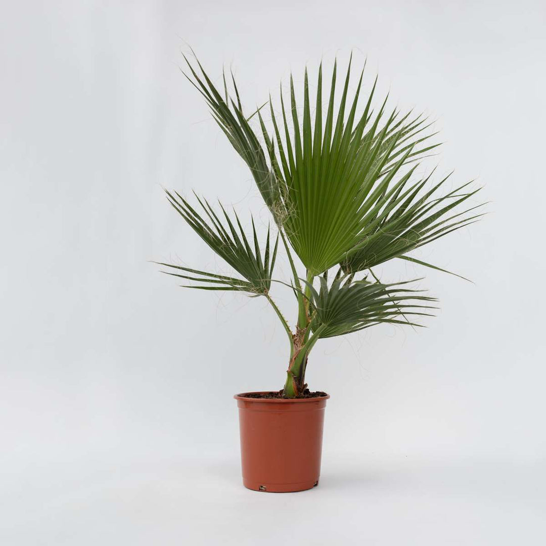 Washingtonia Robusta - Set van 2 - Waaierpalm