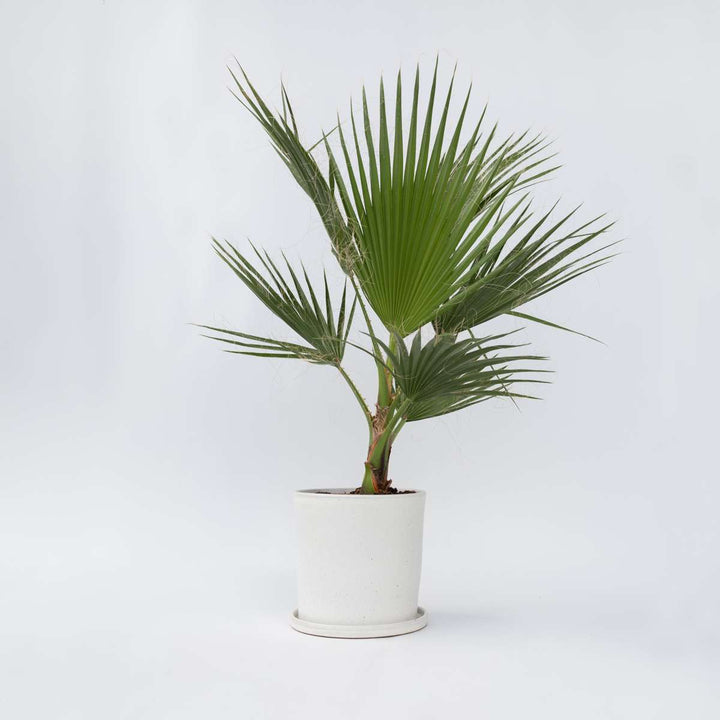 Washingtonia Robusta - Set van 2 - Waaierpalm