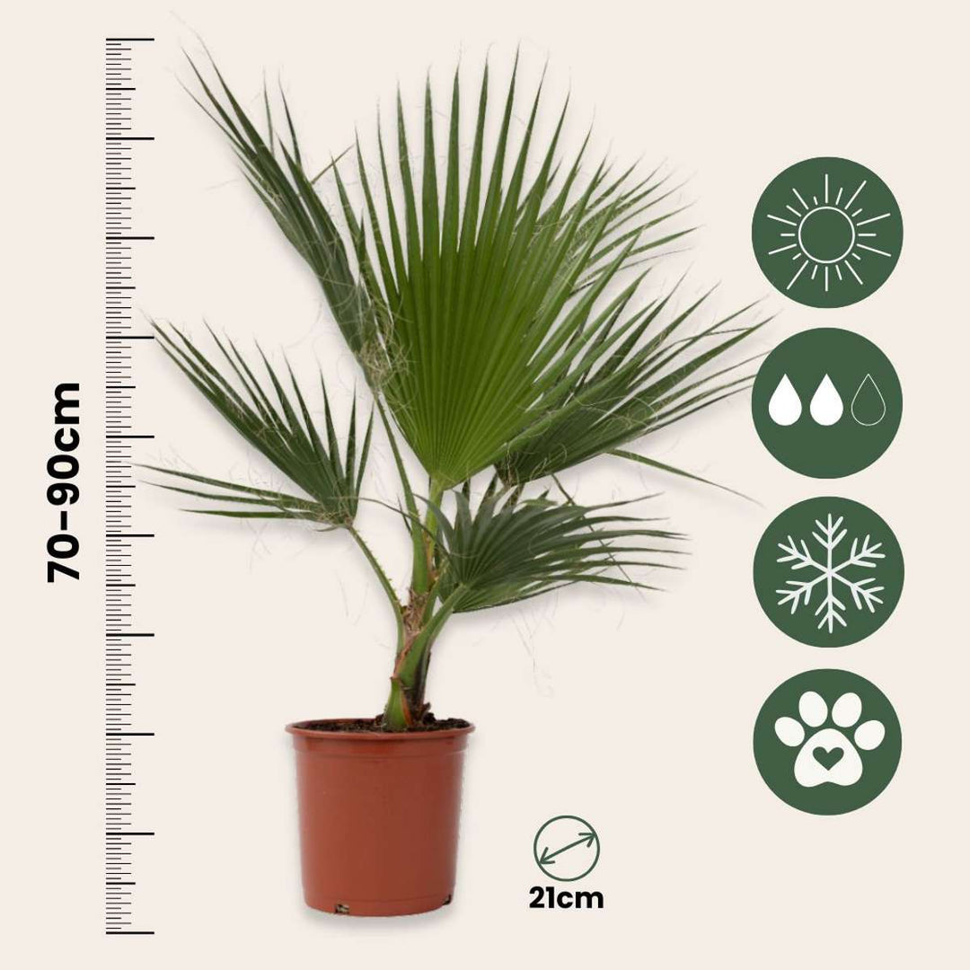 Washingtonia Robusta - Mexicaanse waaierpalm