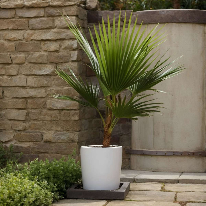 Washingtonia Robusta - Set van 2 - Waaierpalm