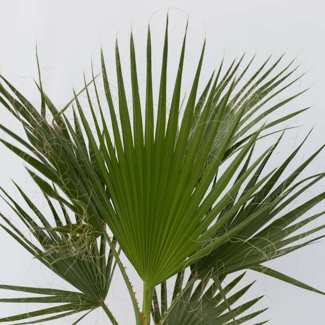 Washingtonia Robusta - Set van 2 - Waaierpalm