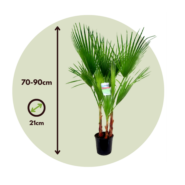 Washingtonia Robusta - Set van 2 - Waaierpalm