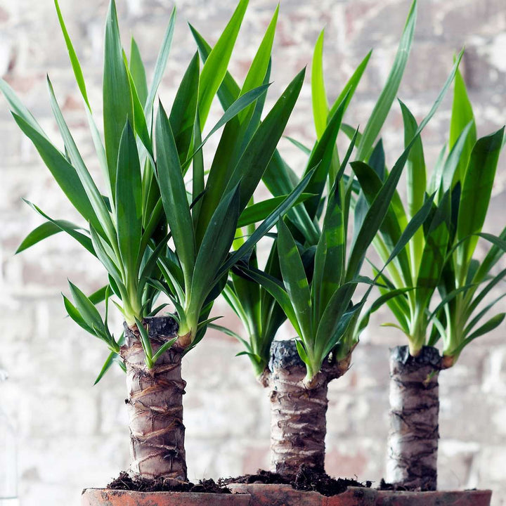 Yucca elephantipes - Palmlelie - Kamerpalm