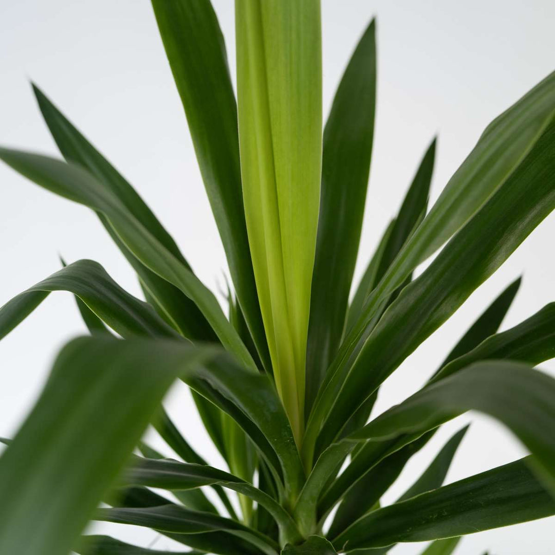 Yucca elephantipes - Palmlelie - Kamerpalm