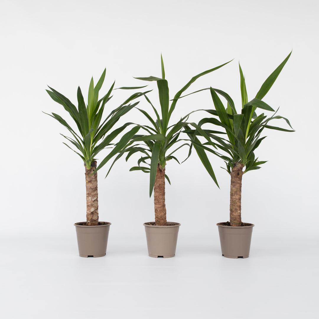 Yucca elephantipes - Palmlelie - Set van 3