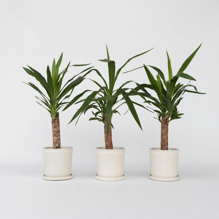 Yucca elephantipes - Palmlelie - Set van 3