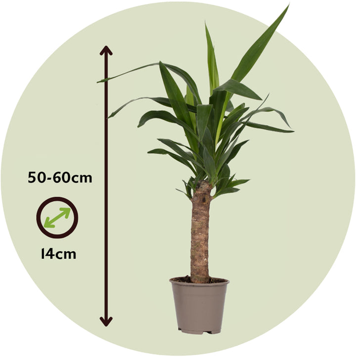 Yucca elephantipes - Palmlelie - Set van 3