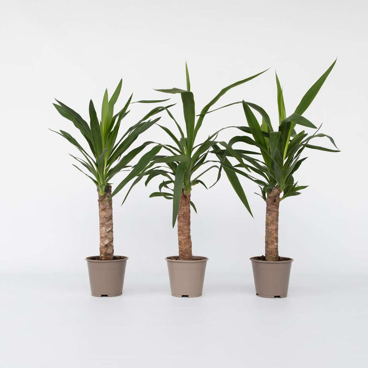 Yucca elephantipes - Palmlelie - Set van 6