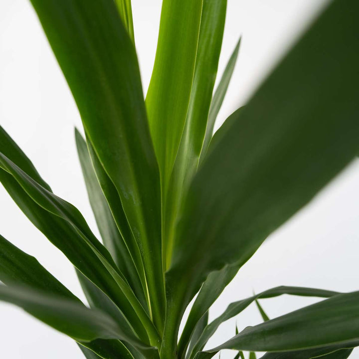 Yucca elephantipes - Palmlelie - Kamerpalm