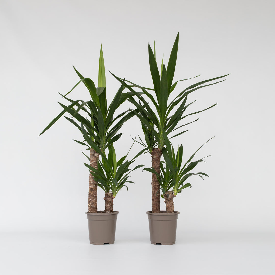 Yucca elephantipes - Palmlelie - Set van 2