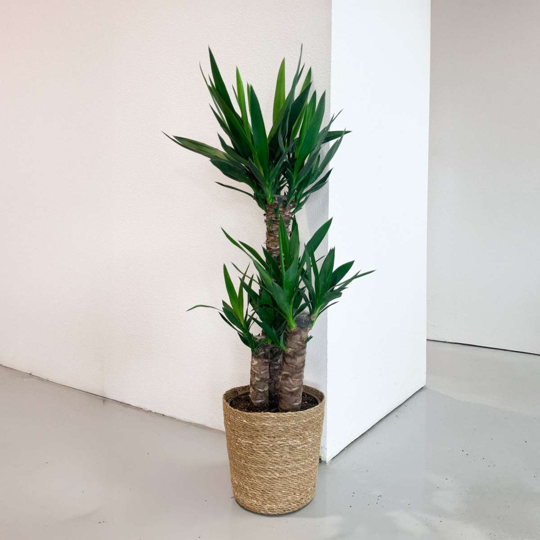 Yucca elephantipes - Palmová lilie