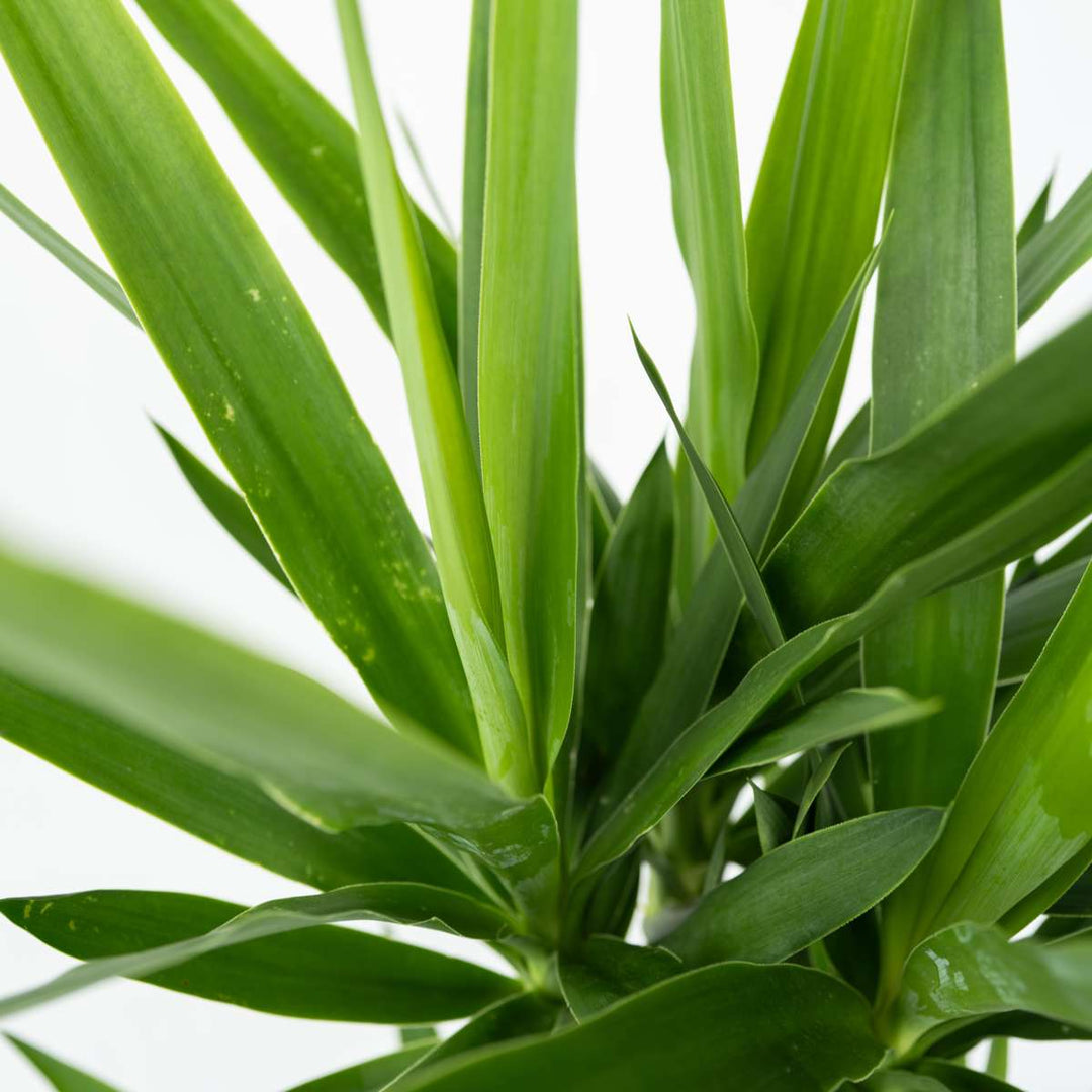 Yucca elephantipes - Palmlelie - Kamerpalm