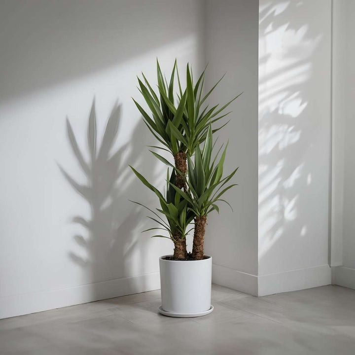 Yucca elephantipes - Palmlelie - Set van 2