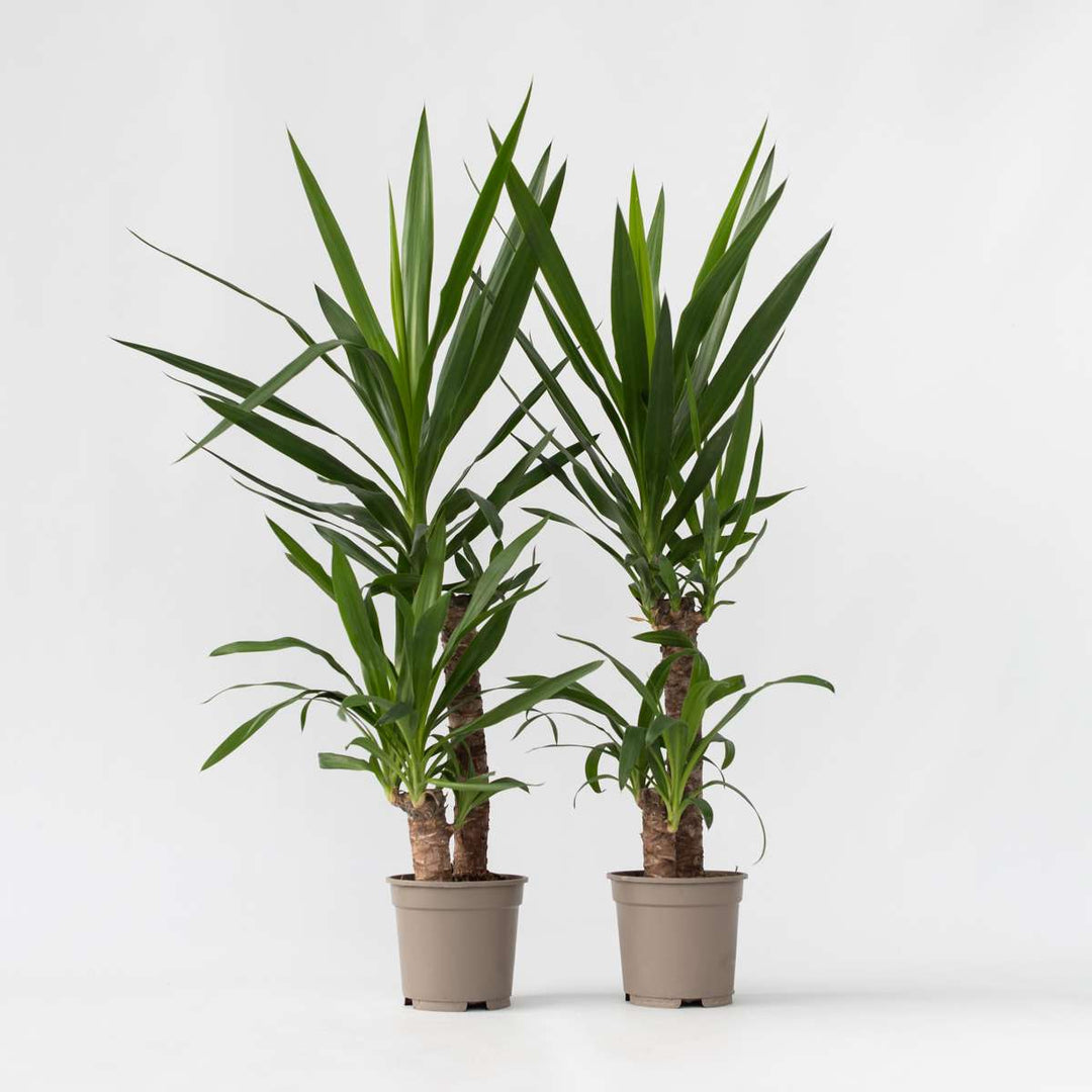 Yucca elephantipes - Palmlelie - Set van 2