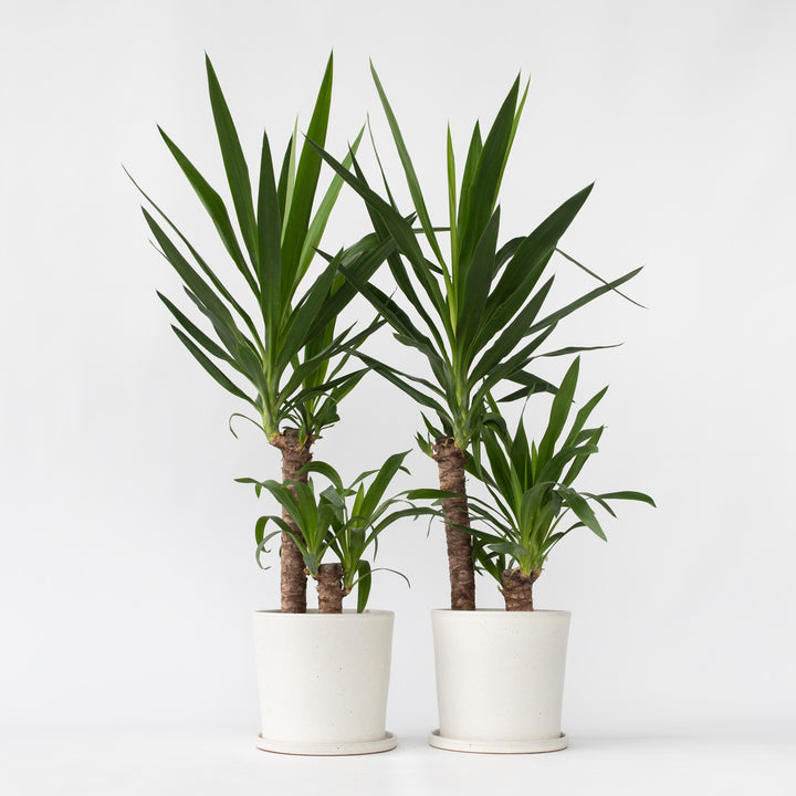 Yucca elephantipes - Palmlelie - Set van 2