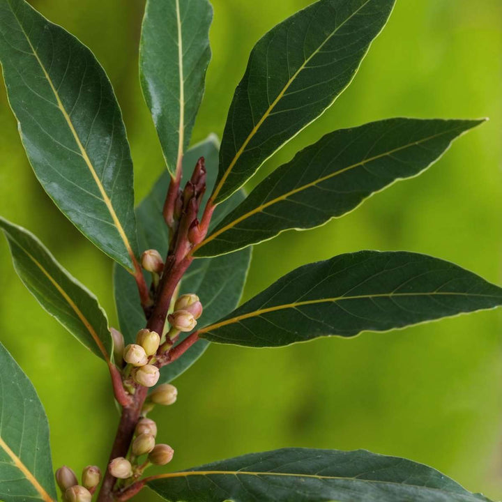 Laurus nobilis - Laurierstruik